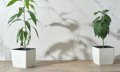 Green plants in a pot on the background of a marble wall. Empty space