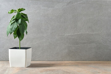 A green plant in a pot on the background of a gray concrete wall. Empty space
