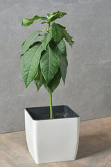 A green plant in a pot on the background of a gray concrete wall. Empty space