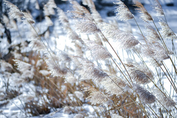 Thickets of reeds with sparkling fluffy panicles in the sunlight on the shore of a frozen lake on a frosty winter day. Background. Selective focus