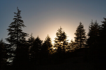 Silhouette of pine trees at sunset. Nature or forest background photo