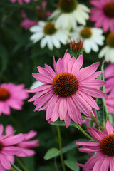 Purple Echinacea in the center in focus, white echinacea in the background in out of focus