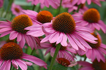 Large showy heads of composite flowers of Echinacea purpurea with the spiny center of the head.