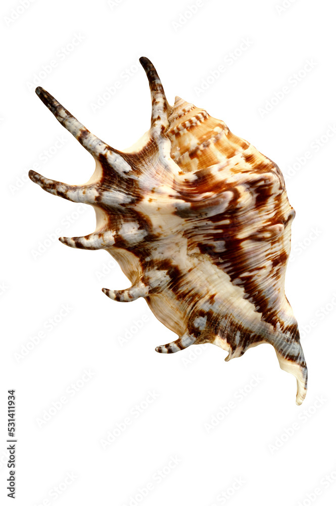 Wall mural conch seashell isolated on transparency photo png file
