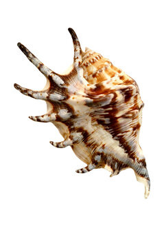 Conch seashell  isolated on transparency photo png file 