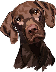 Chocolate Labrador. Vector illustration. Portrait