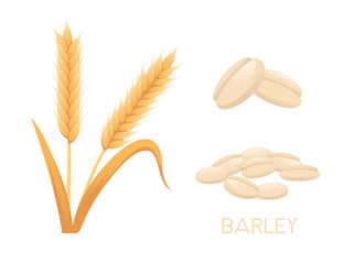 Barley agriculture plant with ears grain vector illustration isolated on white background