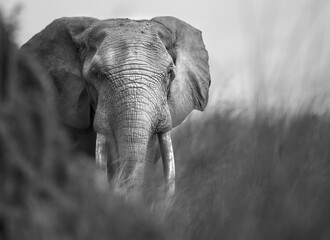 African Forest Elephant (Loxodonta cyclotis) in Congo, Central Africa, powerful portrait of an...