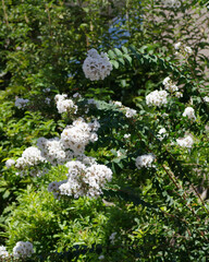 サルスベリの花