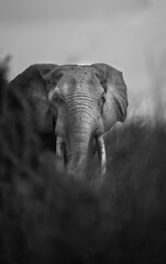 Portrait of a Forest Elephant bull in Congo, Central Africa