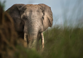 Fototapeta na wymiar powerful portrait of a forest elephant, loxodonta cyclotis, in Congo