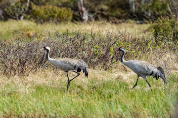 Obraz na płótnie Canvas common cranes (Grus grus) in the wild