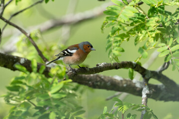 Common chaffinch (Fringilla coelebs)