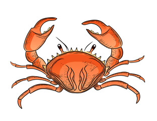 Cute red crab vector illustration isolated on white background