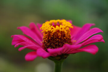 the purple zinnia flower in the garden
