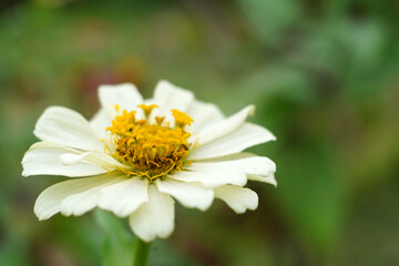 Obraz premium the white zinnia flower in the garden