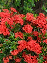 red and yellow flowers