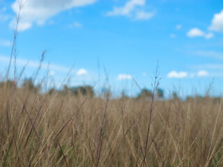 grass and beautiful blue sky