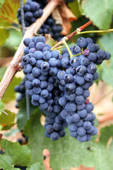 Rote Weintrauben am Rebstock