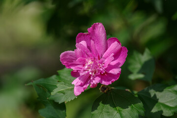 ピンクのムクゲ