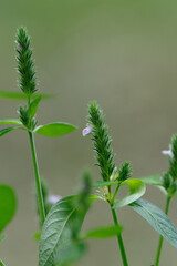 明治神宮御苑のキツネノマゴ