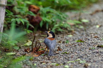 明治神宮御苑のヤマガラ