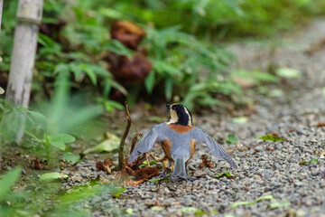 明治神宮御苑のヤマガラ