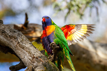A pair of Australian Rainbow Lorikeets perched on a gumtree, with underwing detail