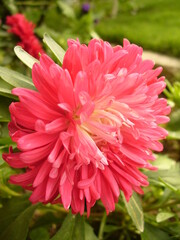 red dahlia flower