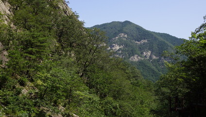 trees growing on mountain rocks