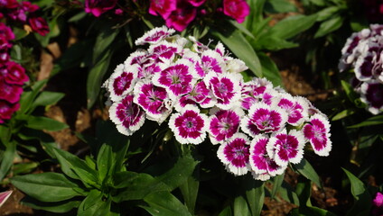 pink and purple Dianthus chinensis