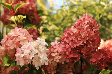 Fototapeta Bouquet hydrangea. Beautifully blooming flowers in the garden.
Bukiet hortensji. Pięknie kwitnące kwiaty w ogrodzie. obraz