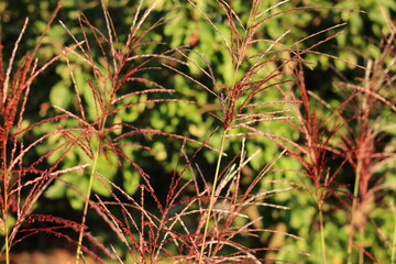 Decorative grass. Chinese miscanthus Malepartus
Trawa dekoracyjna. Chiński miskant Malepartus