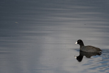 American Coot swimming at Montezuma National Wildlife Refuge