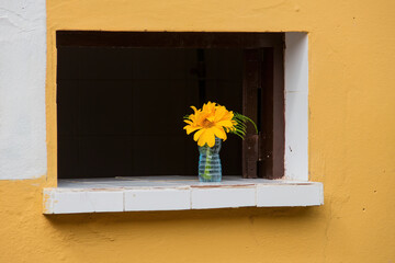 flower in a window