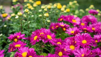 purple Hardy chrysanthemums