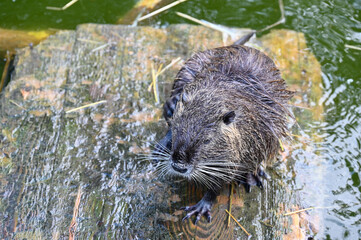 Nutria sits near a pond on a farm 