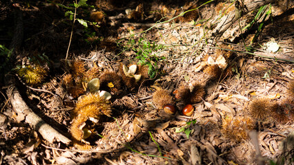 It seems that the chestnuts that have fallen to the ground are begging to be eaten.
