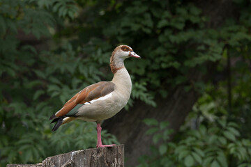 Nilgans