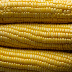 close-up abstract of corn or maize, popular starchy vegetable full frame background
