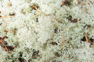 Reindeer moss in the forest. White moss in the northern forest. Moss sphagnum