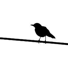 Silhouette of the Standing Bird on the Electrical Wire Base on my Photography. Vector Illustration