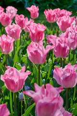 field with pink tulip calypso