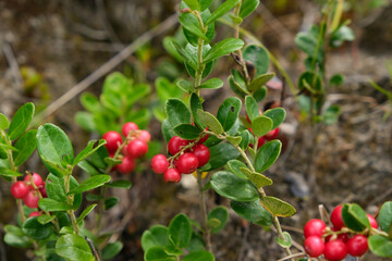 Red ripe lingonberry close-up. Red cranberry berry in the forest. Red cranberries growing in the wild forest.