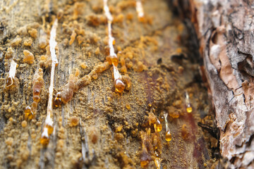 Wood resin coming out of wood. Tree sap coming out of a pine tree. Resin close-up. Extraction of...