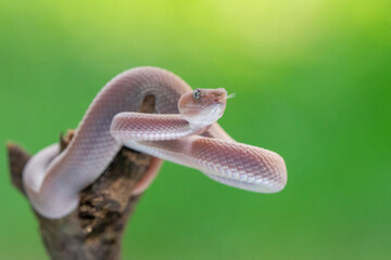 Female pink mangrove pit viper snake Trimeresurus purpureomaculatus on attacking position 