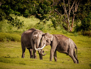 Fototapeta na wymiar Asian elephant (Elephas maximus)