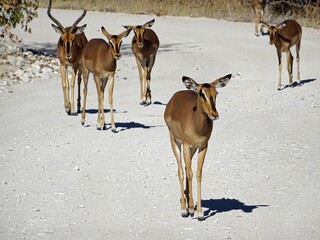 A group of impalas in the Etosha national park, Namibia.