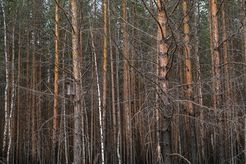 Fototapeta premium Pine forest after a large-scale fire. Landscape of a burnt forest. Dead forest after fires. New green vegetation after a forest fire.