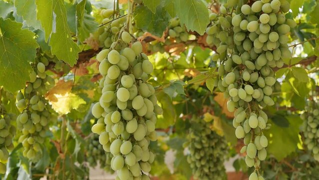 many hanging bunches of green grapes from the vine with penetrating sunset sunbeams. The concept of a successful new harvest of fruits and vegetables.